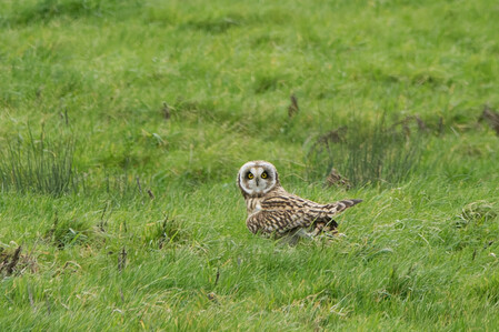 Thumbnail of Short-Eared Owl